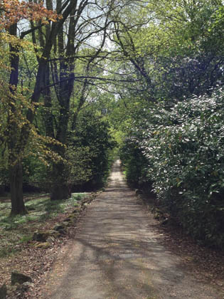 The wooded approach to Kingswells House