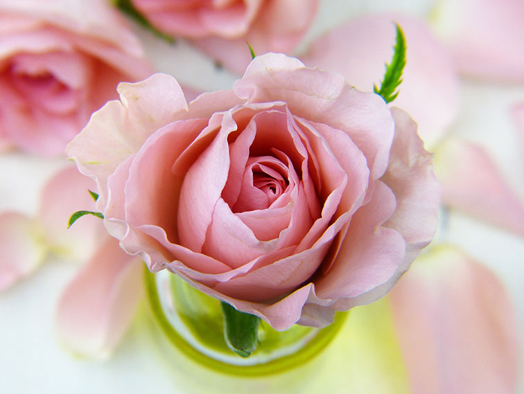 flower rose love floral petal pink oil