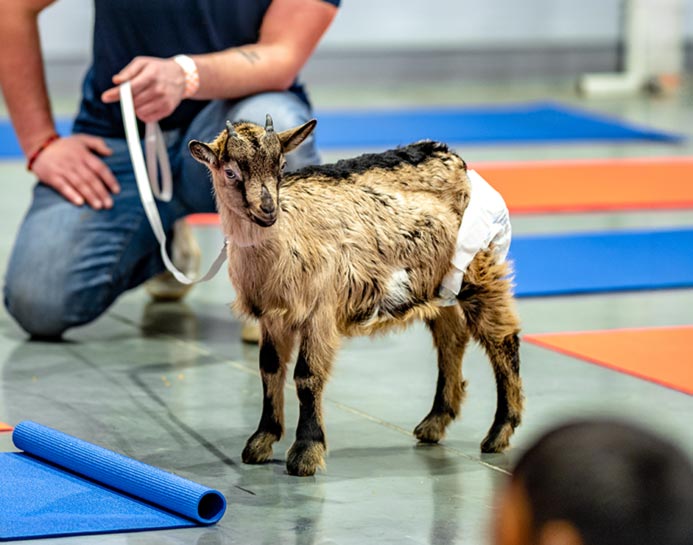 In some cases, kittens, rabbits and even goats have been used to engage with yoga participants. (Photo: Erik Drost on Flickr)