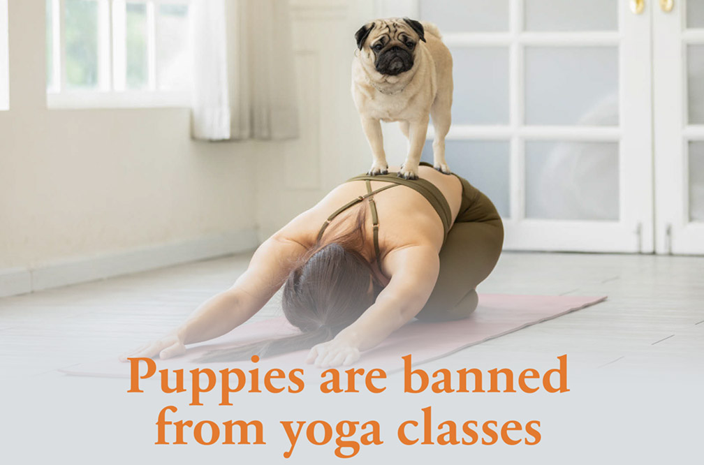 Puppies are banned from yoga classes