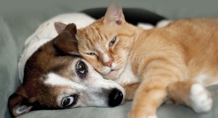 Cat and dog cuddle